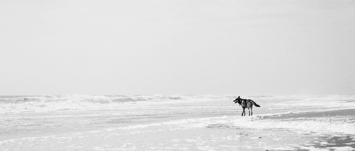 Camping at Assateague